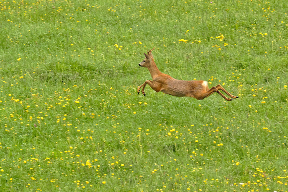 Roe deer Rehbock Capreolus capreolus, by Ueli Rehsteiner
