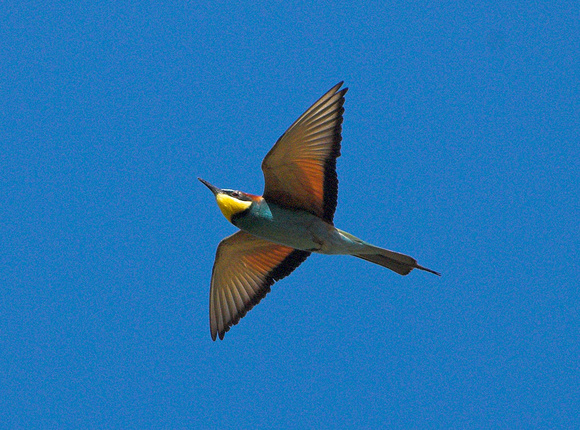 Bee-eater Merops apiaster, by Ueli Rehsteiner