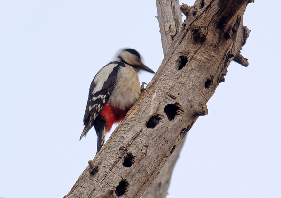Female Great Spotted Woodpecker drumming / Buntspecht Weibchen trommelt / Pic épeiche / Picchio rosso maggiore / Pico Picapinos / Dendrocopos major, by Ueli Rehsteiner