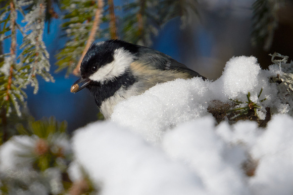 Coal Tit (Perparus after), by Felix Rehsteiner