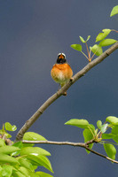 Common Redstart Gartenrotschwanz singendes Männchen Phoenicurus phoenicurus, by Ueli Rehsteiner