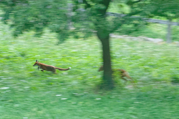 Roe deer chases fox Rehgeiss verfolgt Fuchs, by Ueli Rehsteiner