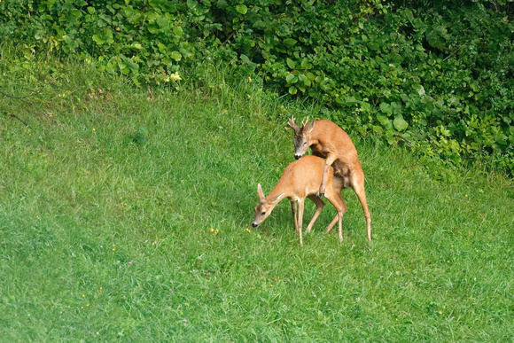 Roe deer mating Rehe Paarung Capreolus capreolus, by Ueli Rehsteiner