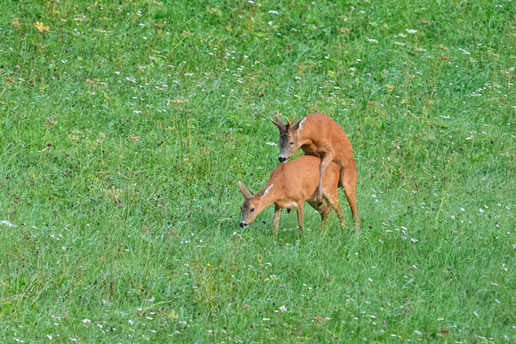 Roe deer mating Rehe Paarung Capreolus capreolus, by Ueli Rehsteiner