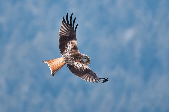 Red kite (Milvus milvus), by Felix Rehsteiner