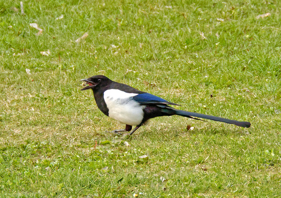 Magpie searching for food, Elster auf Nahrungssuche, Pica pica, by Ueli Rehsteiner