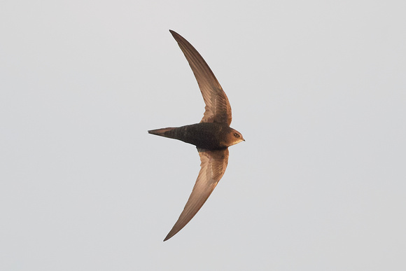 Common Swift (Apus apus), by Felix Rehsteiner