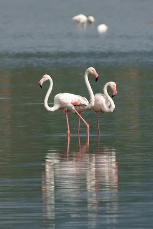 Greater Flamingo (Phoenicopterus ruber)