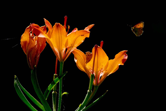 Schmetterling und Feuerlilie Lilium bulbiferum, by Ueli Rehsteiner
