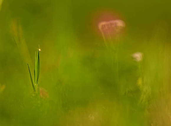 Wiese meadow, by Ueli Rehsteiner