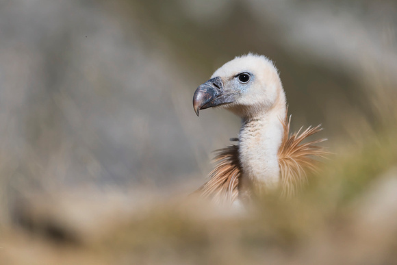 Griffon vulture (Gyps fulvus), by Felix Rehsteiner
