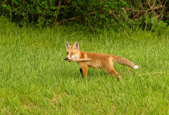 Red Fox with leg of roe deer Fuchs mit Rehbein Zorro Renard Vulpes vulpes, by Ueli Rehsteiner