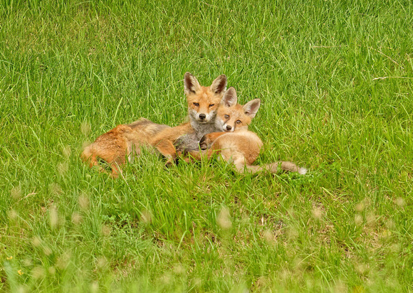 Red Fox adult with juvenile Fuchs Elterntier mit Welpe Zorro Renard Vulpes vulpes, by Ueli Rehsteiner