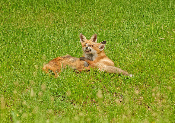 Red Fox adult with juvenile Fuchs Elterntier mit Welpe Zorro Renard Vulpes vulpes, by Ueli Rehsteiner
