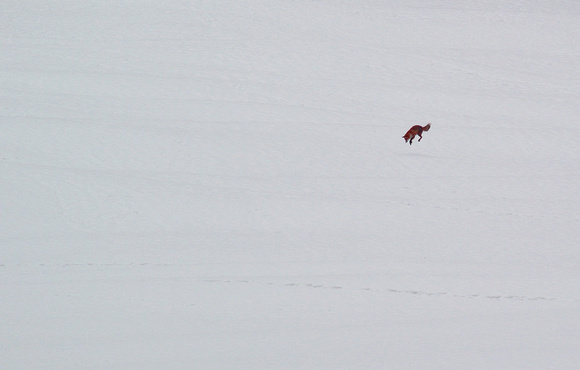 Hunting Red Fox Vulpes vulpes, by Ueli Rehsteiner