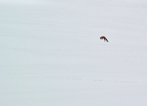 Hunting Red Fox Vulpes vulpes, by Ueli Rehsteiner