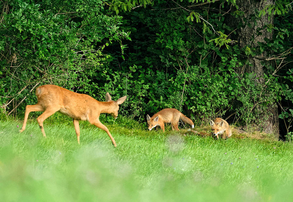 Rehgeiss nähert sich Jungfüchsen Doe approaching young red foxes Capreolus capreolus Vulpes vulpes, by Ueli Rehsteiner