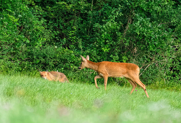 Rehgeiss nähert sich Fuchs Doe approaching an adult red fox Capreolus capreolus Vulpes vulpes, by Ueli Rehsteiner