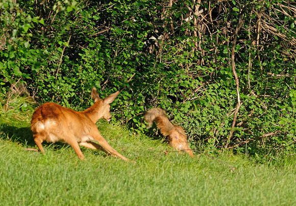Rehgeiss attackiert adulten Fuchs Doe attacking an adult red fox Capreolus capreolus Vulpes vulpes, by Ueli Rehsteiner