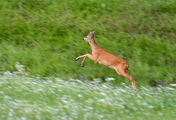 Rehbock Roe deer male Chevreuil Corzo Capreolus capreolus, by Ueli Rehsteiner