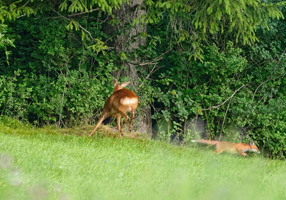 Rehgeiss attackiert jungen Fuchs Doe attacking a young red fox Capreolus capreolus Vulpes vulpes, by Ueli Rehsteiner