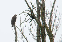 Sparrowhawk female Sperber Weibchen Accipiter nisus, by Ueli Rehsteiner