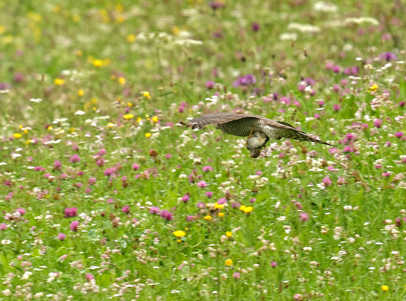 Sperber Weibchen mit Haussperling als Beute Sparrowhawk with House Sparrow as prey Accipiter nisus, by Ueli Rehsteiner