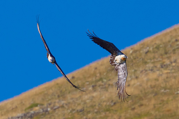 Bearded vultures chasing (Gypaetus barbatus), by Felix Rehsteiner