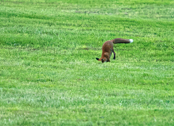 Red Fox hunting Fuchs mausend Zorro Renard Vulpes vulpes, by Ueli Rehsteiner