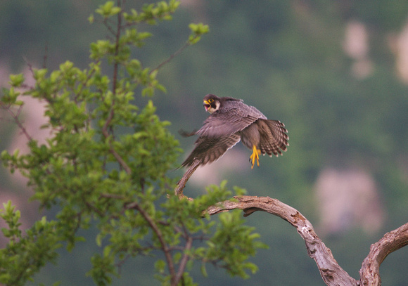 Peregrine Falcon Falco peregrinus, by Ueli Rehsteiner