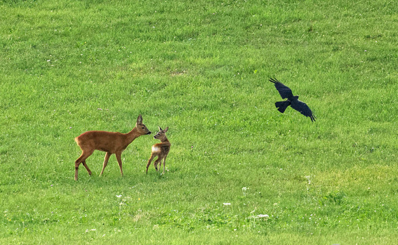 Roe deer and Carrion Crow Reh und Rabenkrähe Capreolus capreolus & Corvus corone, by Ueli Rehsteiner