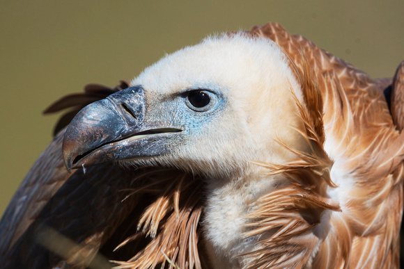 Griffon vulture (Gyps fulvus), by Felix Rehsteiner