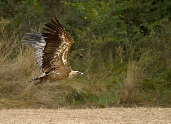 Griffon Vulture Gyps fulvus, by Ueli Rehsteiner