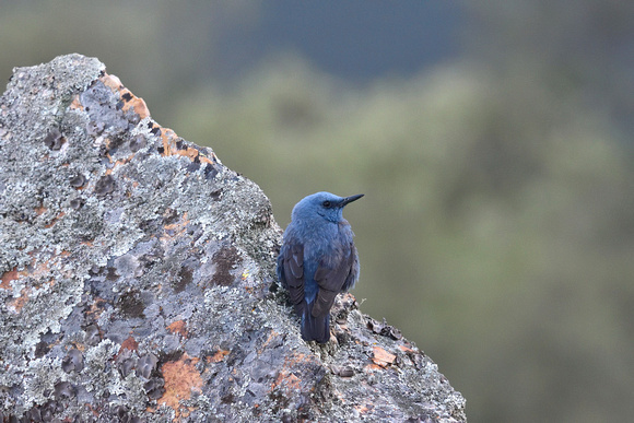 Blue Rock Thrush Monticola solitarius, by Ueli Rehsteiner