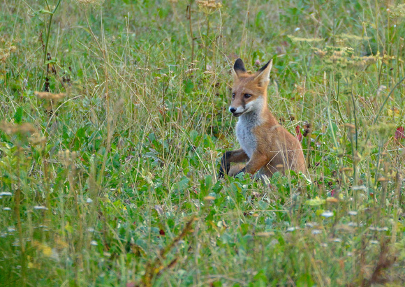 Red Fox Vulpes vulpes, by Ueli Rehsteiner