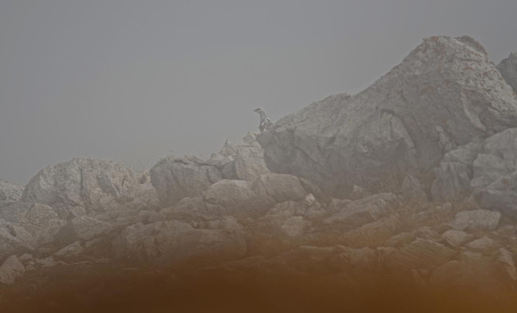 Rock Ptarmigan male in the mist Alpenschneehuhn im Nebel Lagopède alpin, by Ueli Rehsteiner