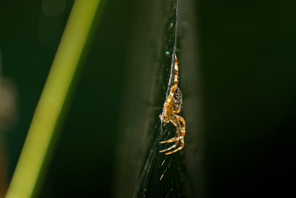 Diadem spider Gartenkreuzspinne Araneus diadematus, by Ueli Rehsteiner