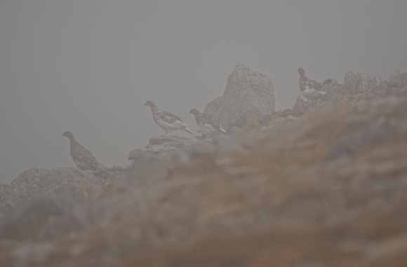 Rock Ptarmigans in the mist Alpenschneehühner im Nebel Lagopède alpin, by Ueli Rehsteiner