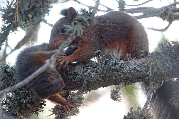 Eurasian Red Squirrel carrying a juvenile Eichhörnchen transportiert ein Jungtier Scoiattolo Ardilla Sciurus vulgaris, by Ueli Rehsteiner