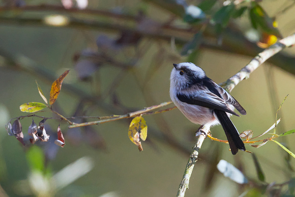 Long-tailed tit (Aegithalos caudatus), by Felix Rehsteiner