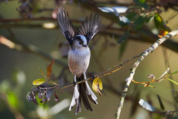 Long-tailed tit (Aegithalos caudatus), by Felix Rehsteiner