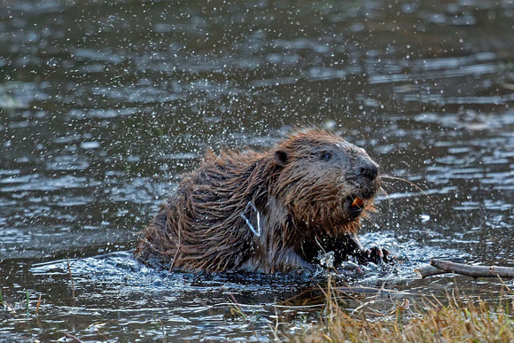 European Beaver shaking water and ice out of the fur Europäischer Biber Castor fiber schüttelt Wasser und Eis aus dem Fell, by Ueli Rehsteiner