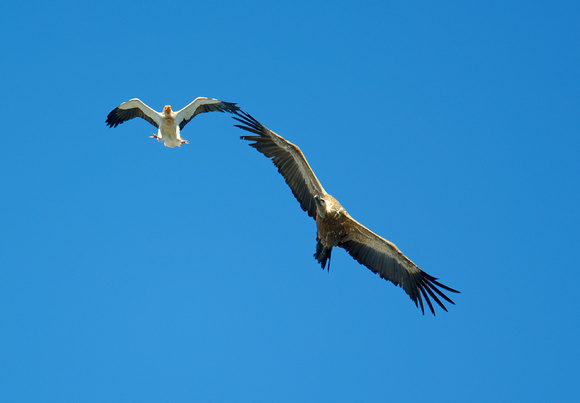 Egyptian Vulture Neophron percnopterus and Griffon Vulture Gyps fulvus