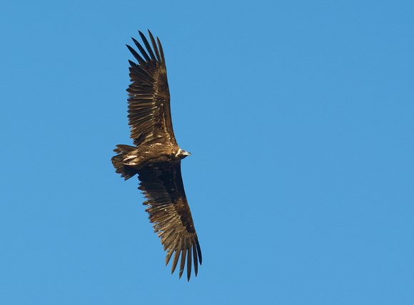 Cinereous vulture Aegypius monachus, by Ueli Rehsteiner