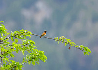 Common Redstart Gartenrotschwanz singendes Männchen Phoenicurus phoenicurus, by Ueli Rehsteiner