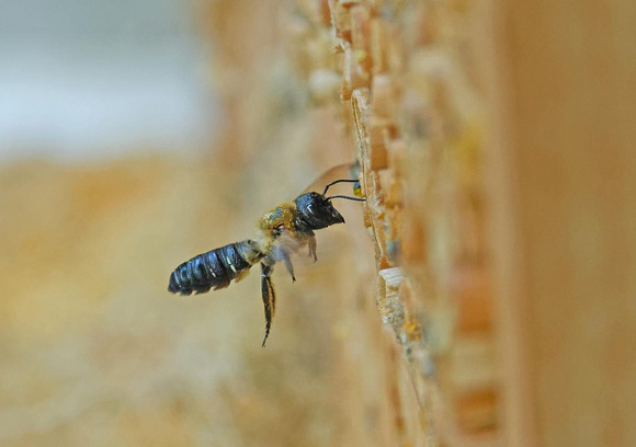Schwarzbürstige Blattschneiderbiene Megachile nigriventris, by Ueli Rehsteiner