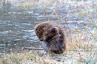 European Beaver cleaning its fur Europäischer Biber Castor fiber putzt sich, by Ueli Rehsteiner