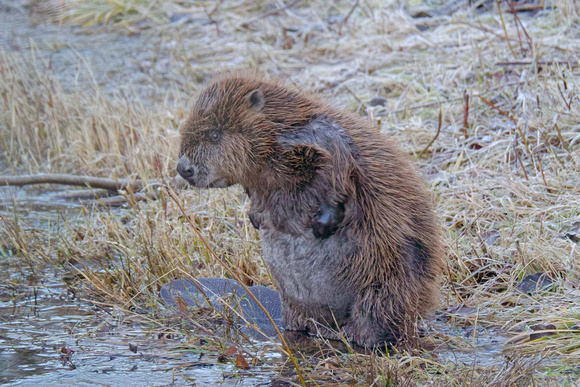 European Beaver cleaning its fur Europäischer Biber Castor fiber putzt sich, by Ueli Rehsteiner