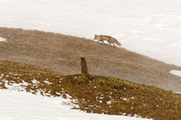 Red Fox Vulpes vulpes and Alpine Marmot Marmota marmota Fuchs und Murmeltier, by Ueli Rehsteiner