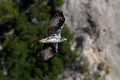 Bonelli's Eagle (Aquila fasciata), by Felix Rehsteiner